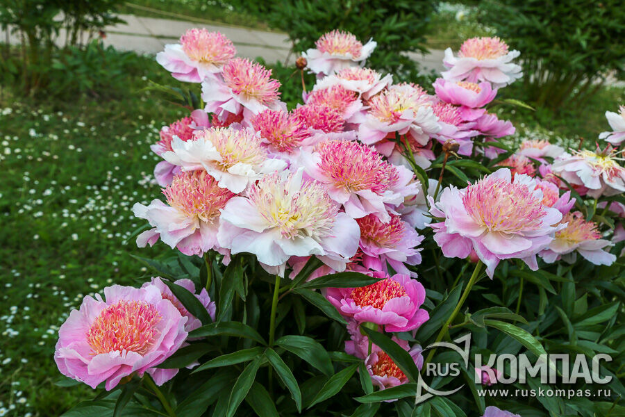 ���� ���������� �������� ������� � �������� �����