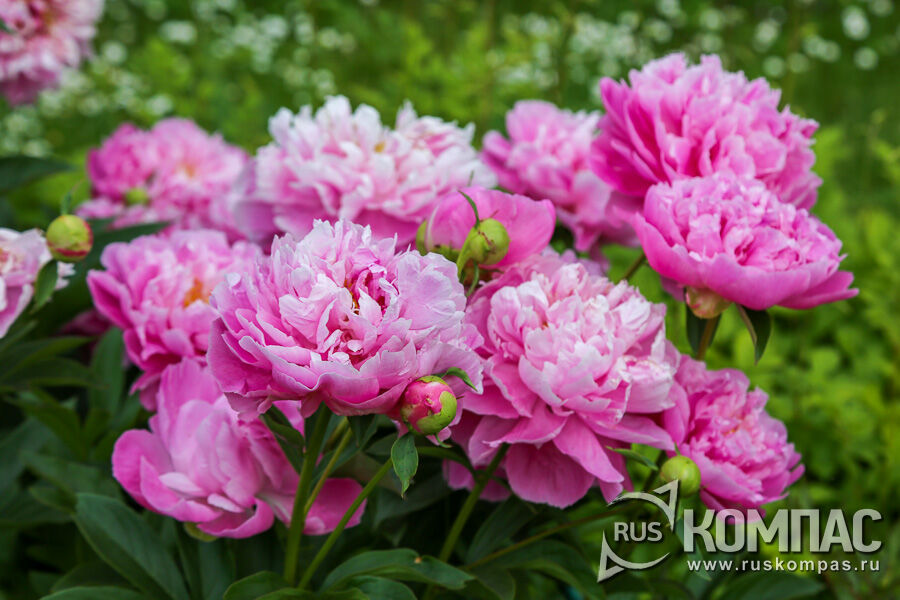 �����-�� � ������ ����� ���������� � ����������� �������� ��� ������������� ��������