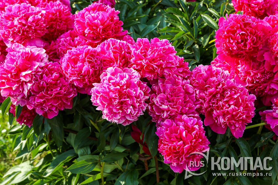 ���� ����� ������ ���� (Thomas S. Waar),  Dessert & Mechin, 1890 �, ������� 