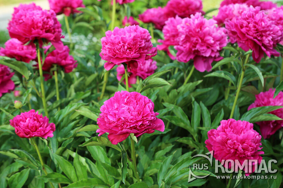 ���� ����� ������ (�������, 1957�.)