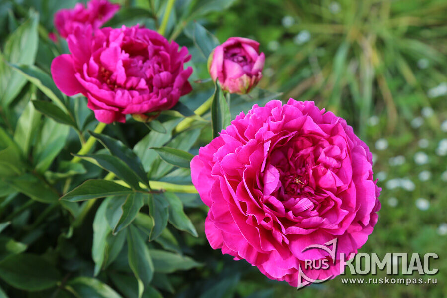 ���� ����� �������� ������ ���������� �� ���� ��� ��� ������� ������� ����������� �.�. ���������, 1958�. 