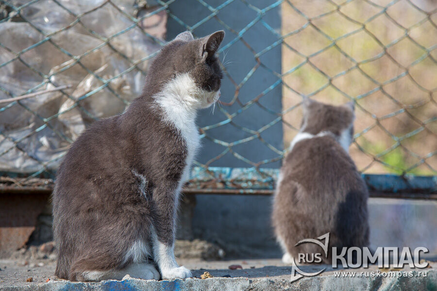 ����� � ������������� �������